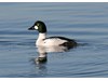 Photo of Bucephala clangula